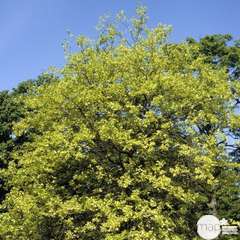 Quercus Palustris C.7,5L