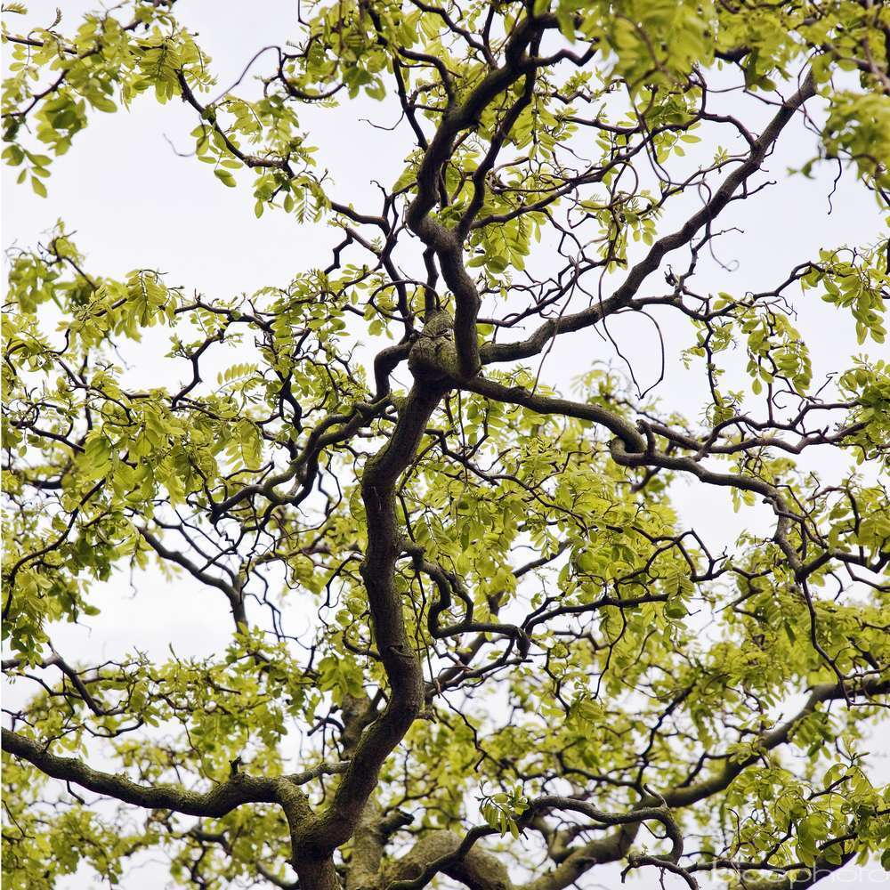 ROBINIA T.BABY C10L 1/4T LDD-(857990)