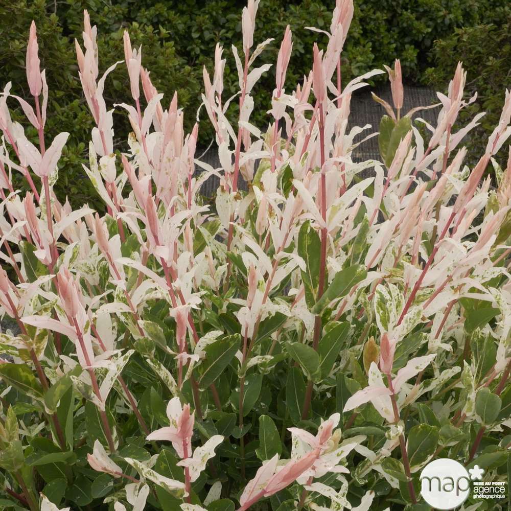 Salix Hakuro Nishiki C.15L 1/2T