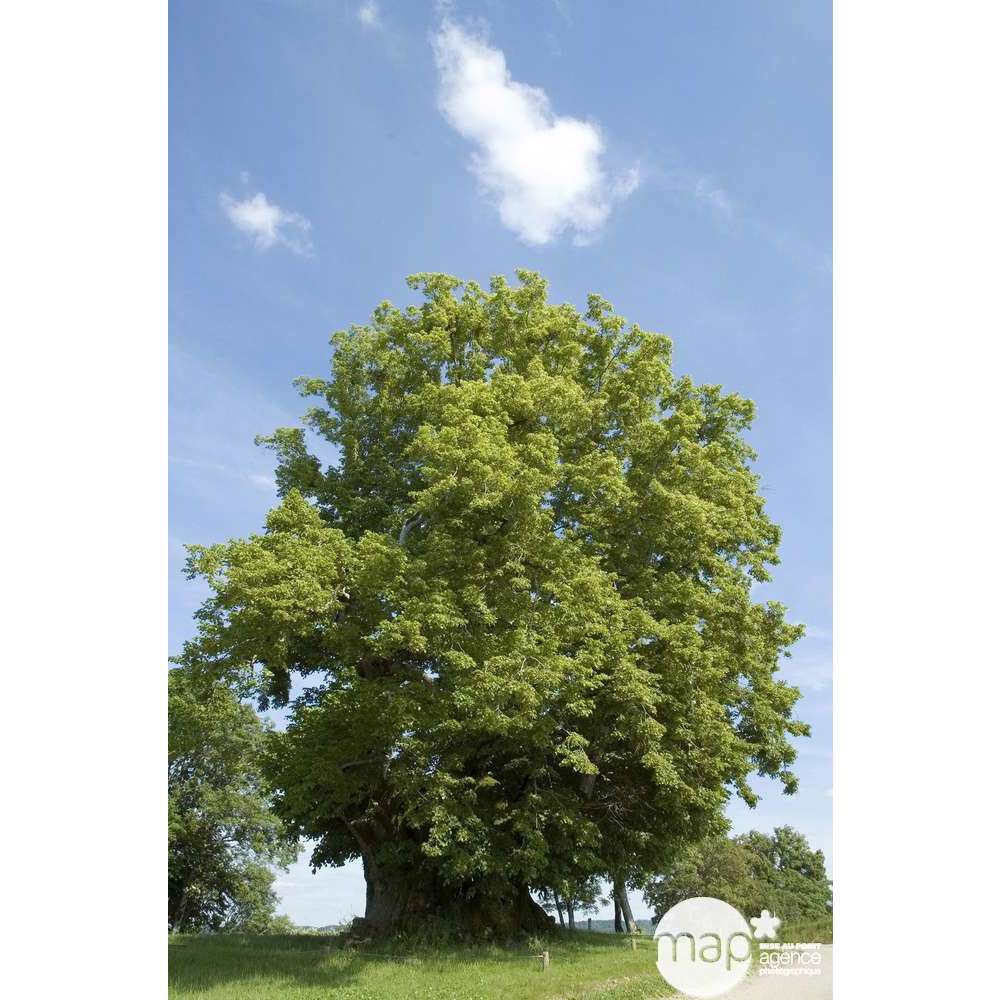 Tilia Plathyphyllos C.15L