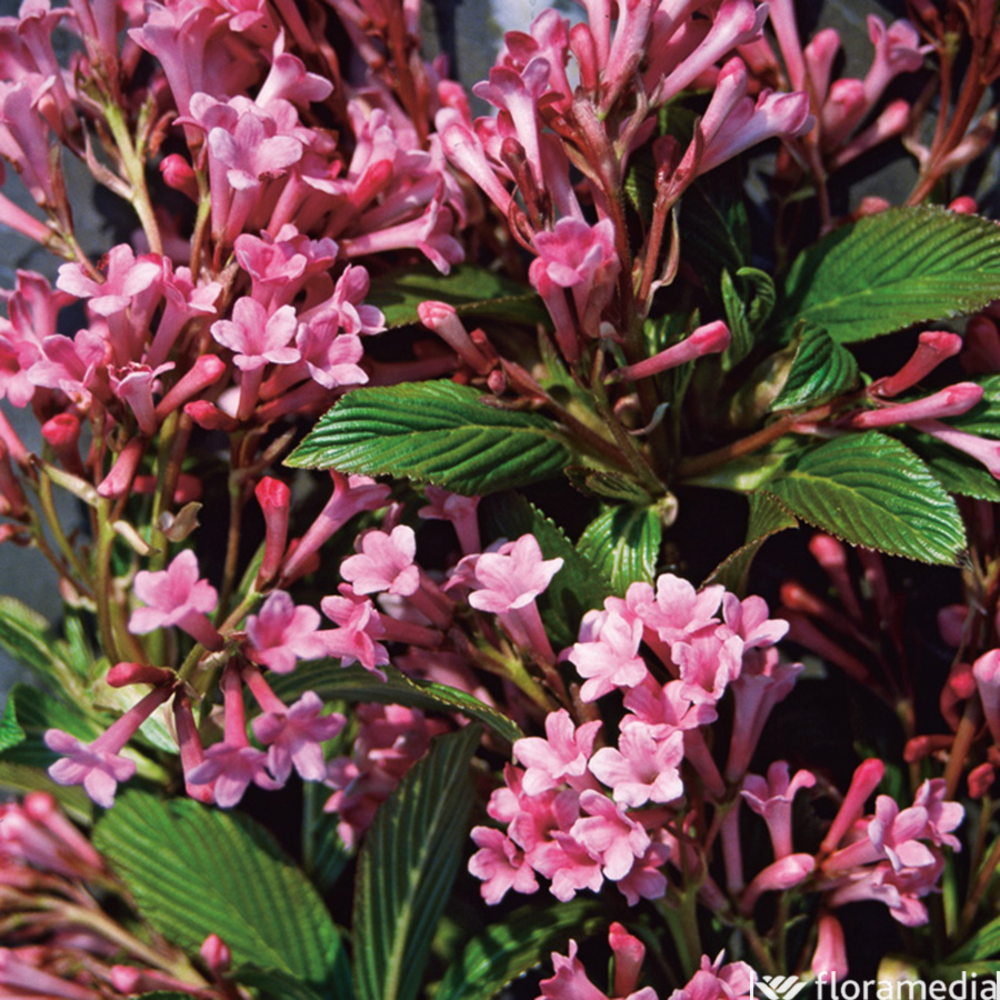Viburnum x bodnantense 'Dawn':pot 4L