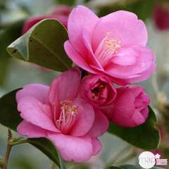 Camellia varié:pot 80L