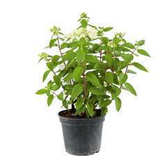 Hydrangea paniculata 'Pastel Green'®:pot 5L