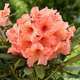Rhododendron x 'Tortoiseshell':pot 15L