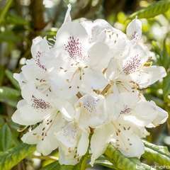 Rhododendron x 'Annae':pot 15L