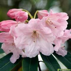 Rhododendron x 'Loderi Pink Diamond':pot 25L
