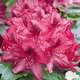 Rhododendron x 'Nova Zembla':pot 15L
