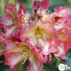 Rhododendron x 'Sunfire':pot 15L