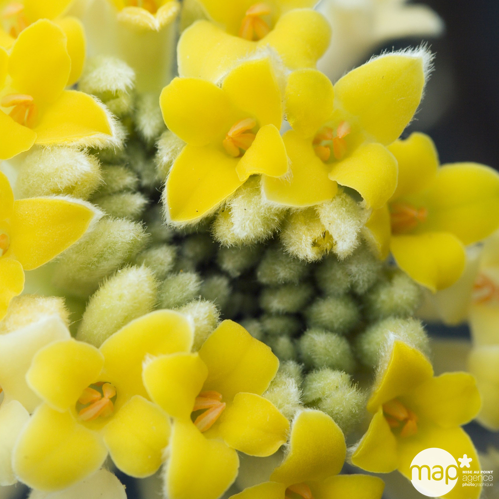 EDGEWORTHIA CHRYSAN.C7.5 LDD-(858185)