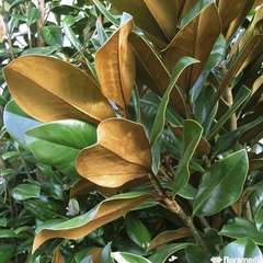Magnolia grandiflora 'D.D. Blanchard':pot 15L