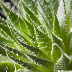Aloe aristata:pot 2L