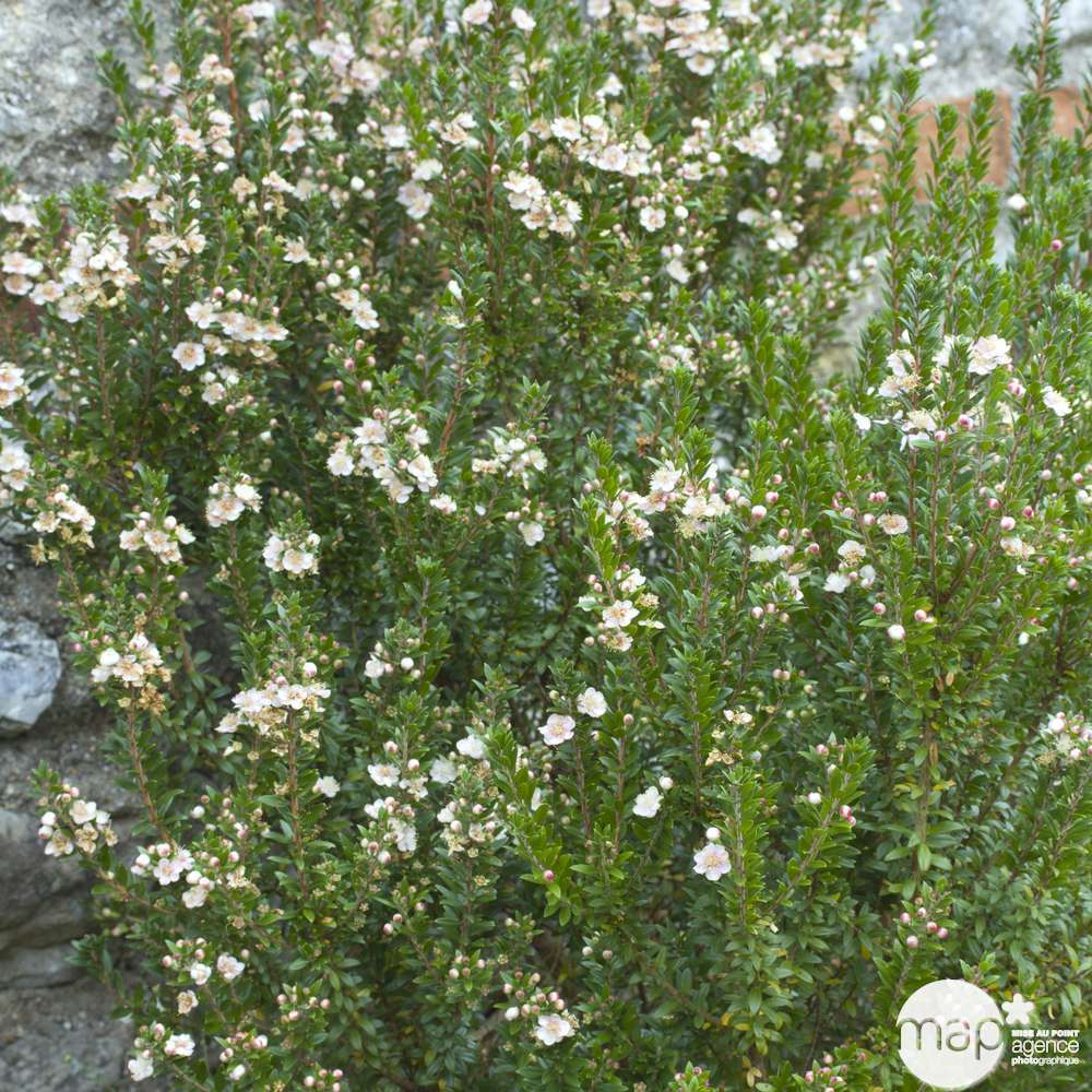 MYRTUS TARENTINA C 4L LDD-(858325)