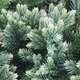 Juniperus squamata 'Blue Star':pot 3L