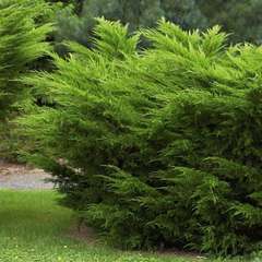 Juniperus x media 'Mint Julep':pot 2L