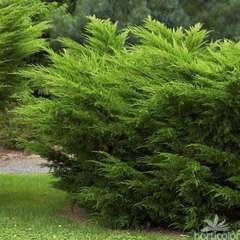 Juniperus x media 'Mint Julep':pot 7.5L