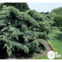 Juniperus x media 'Pfitzeriana Compacta':pot 4L