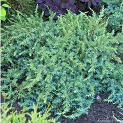 Juniperus conferta 'Schlager':pot 4L