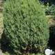 Juniperus chinensis stricta: C.7,5L