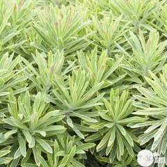Euphorbia x martinii 'Ascot Rainbow'®:pot 4L