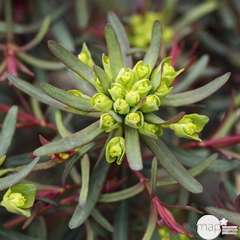 Euphorbia cyparissias 'Fens Ruby':pot 4L