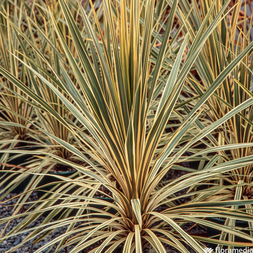 Cordyline australis 'Albertii' :conteneur 5 litres