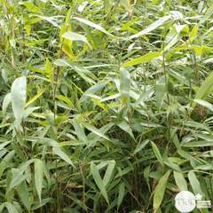 Fargesia robusta 'Pingwu':pot 3L
