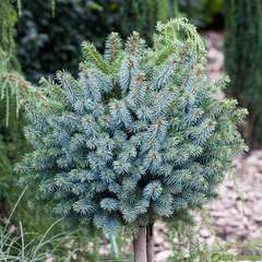 Picea sitchensis 'Midget':pot 5L