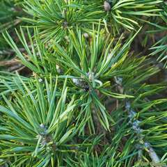 Pinus sylvestris 'Repens':pot 5L