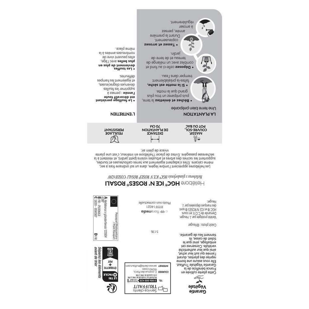 Hellebore 'Ice N' RosesÂ® Rosado