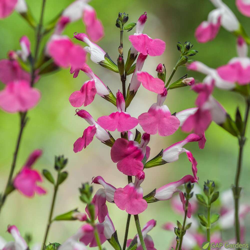 Salvia Pink Lips Pot 3l Mdd Truffaut