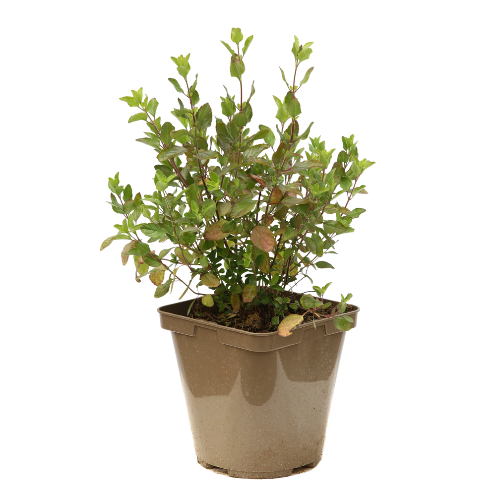 SALVIA PINK LIPS C 3L MDD-(858588)