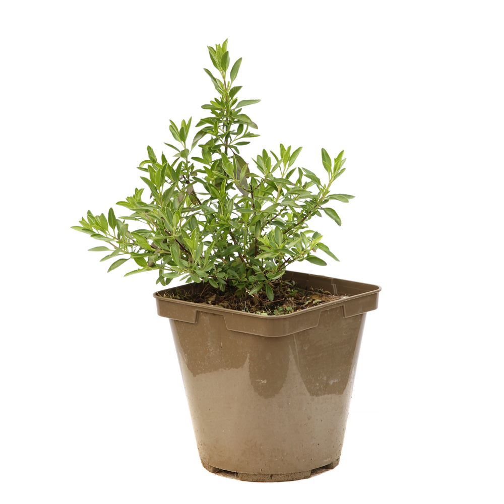 SALVIA AMETHYST LIPS C 3L MDD-(858800)