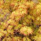 Acer palmatum orange dream - erable du japon - pot de 14 cm