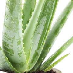 Aloe Vera pot D10.5 x H30cm