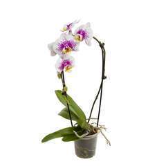 Orchidée Phalaeonopsis en cascade 1 tige - pot D.12 cm