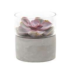 Echeveria, contenant verre/béton pot D13cm