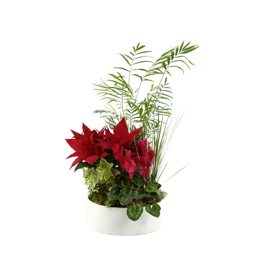 Composition de plusieurs plantes : pot céramique