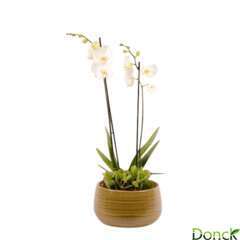 Coupe orchidée 2 tiges+1 plante pot v. D27cm