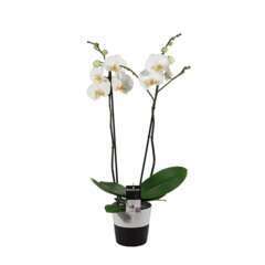 Orchidée Phalaeonopsis 2 tiges - pot D.12 cm