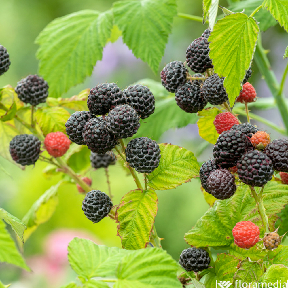 FRAMBOISIER B.JEWEL AB C 3L-(872129)