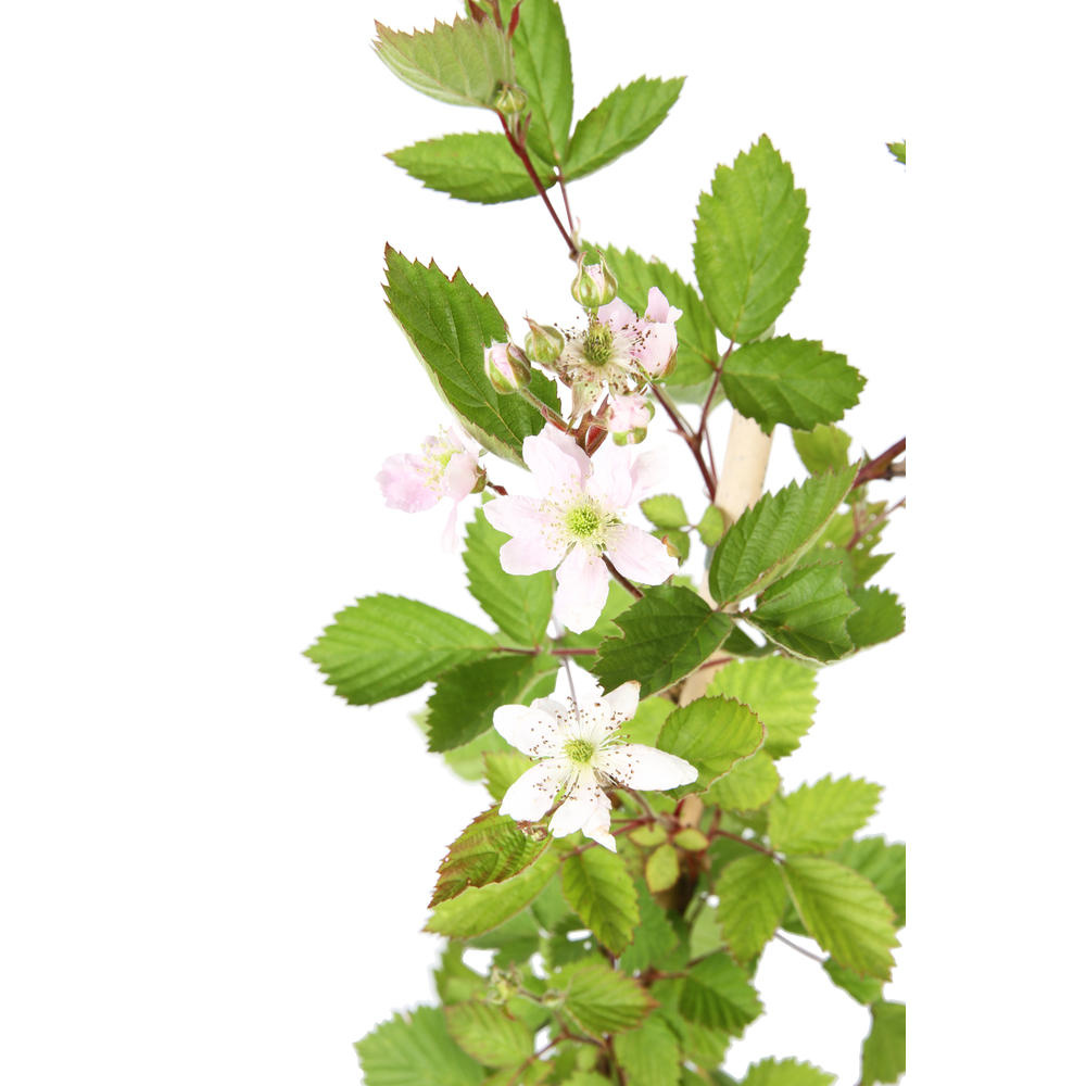 MURE TRIPLE CROWN AB C 3L-(872135)