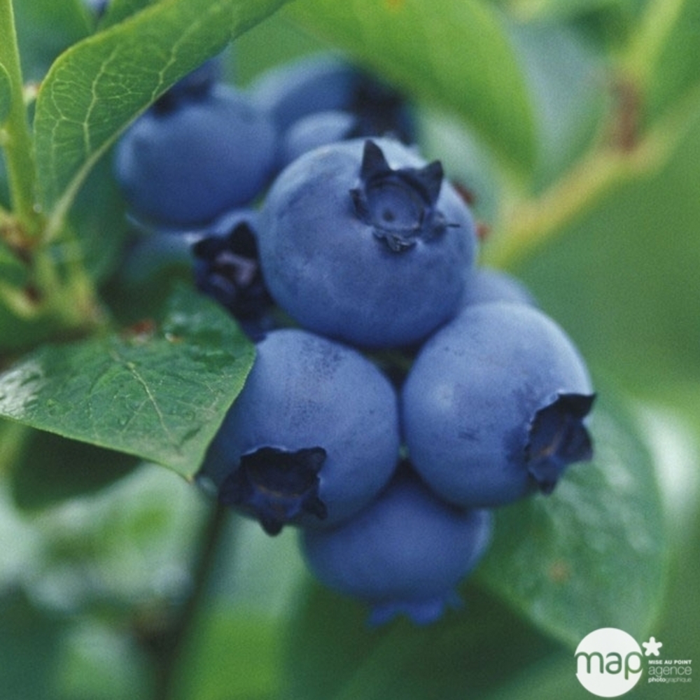 MYRTILLE PATRIOT AB C 3L-(872143)