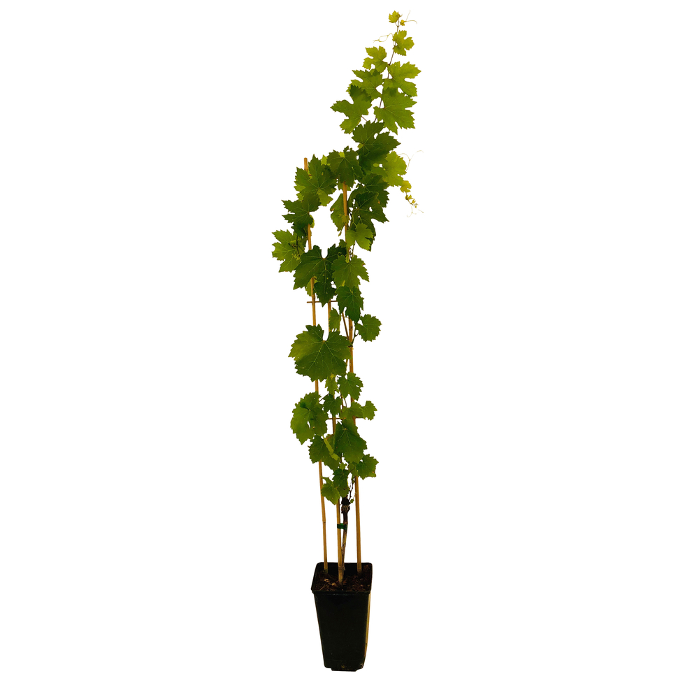 Vigne Muscat Bleu : AB pot 3L