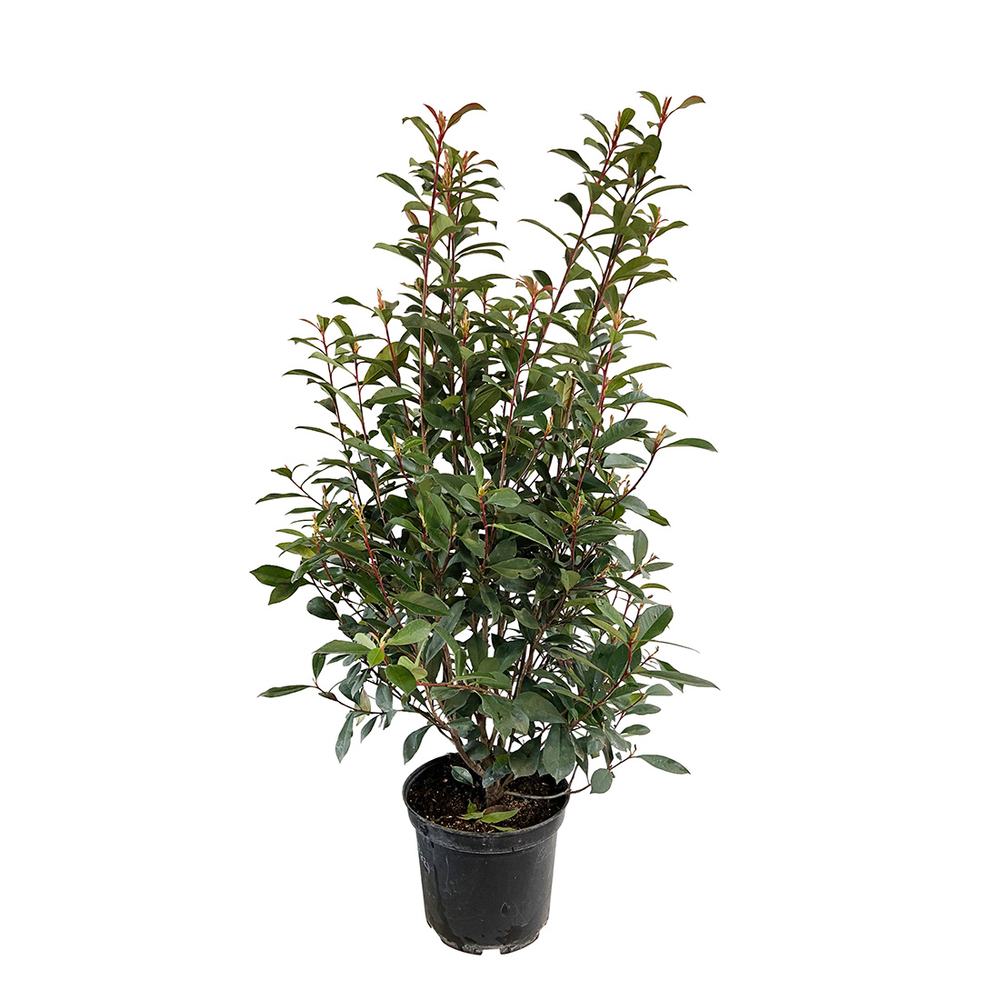 Photinia 