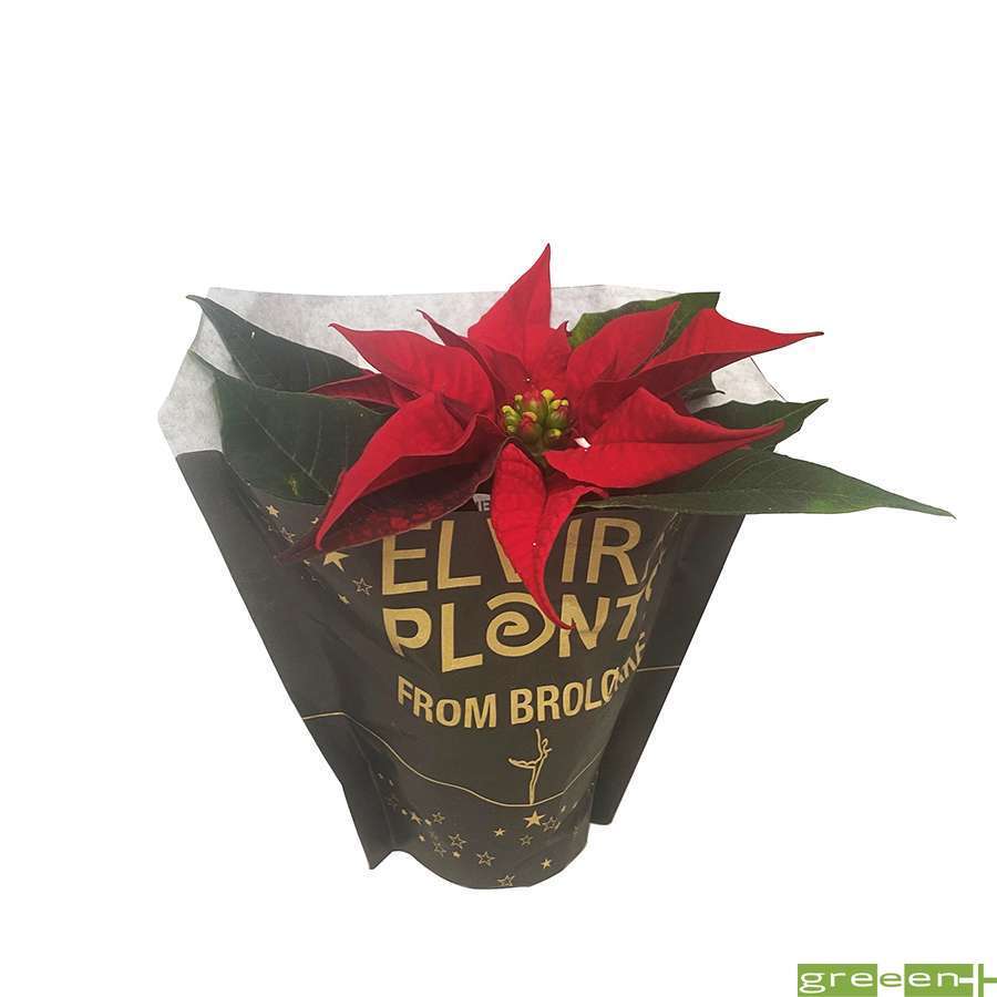  
Mini poinsettia, pot kraft D6cm
