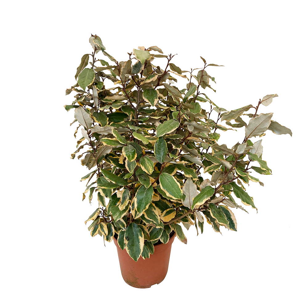 Eléagnus panaché - Pot 5L