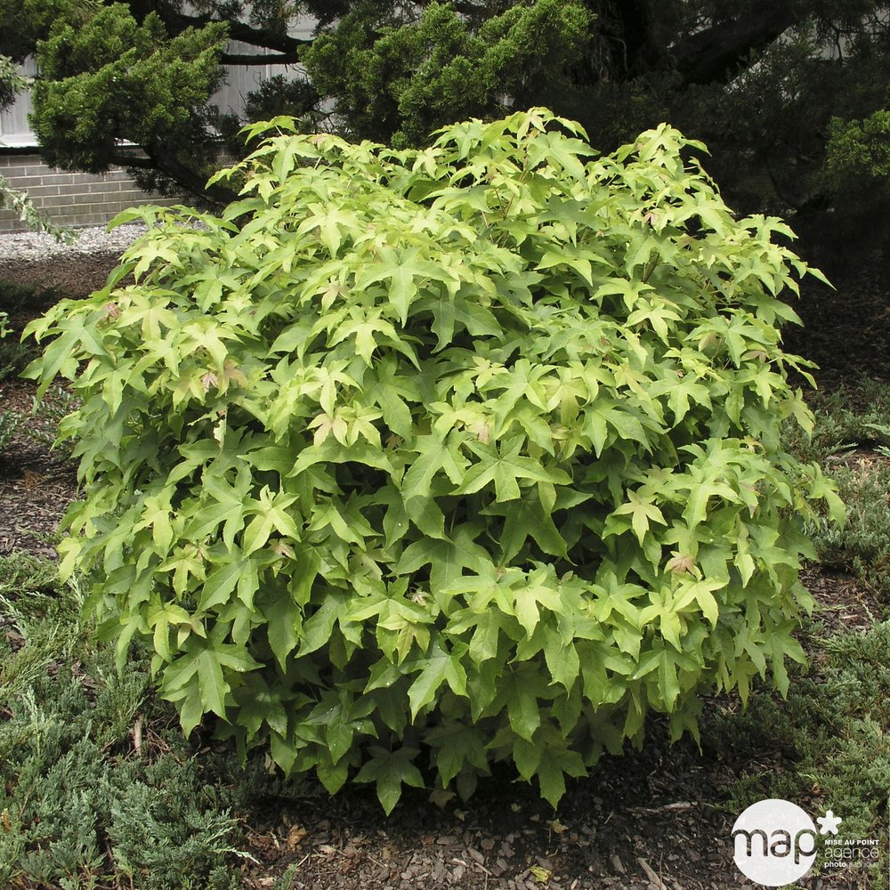 LIQUIDAMBAR GUMBALL C10L-(873174)