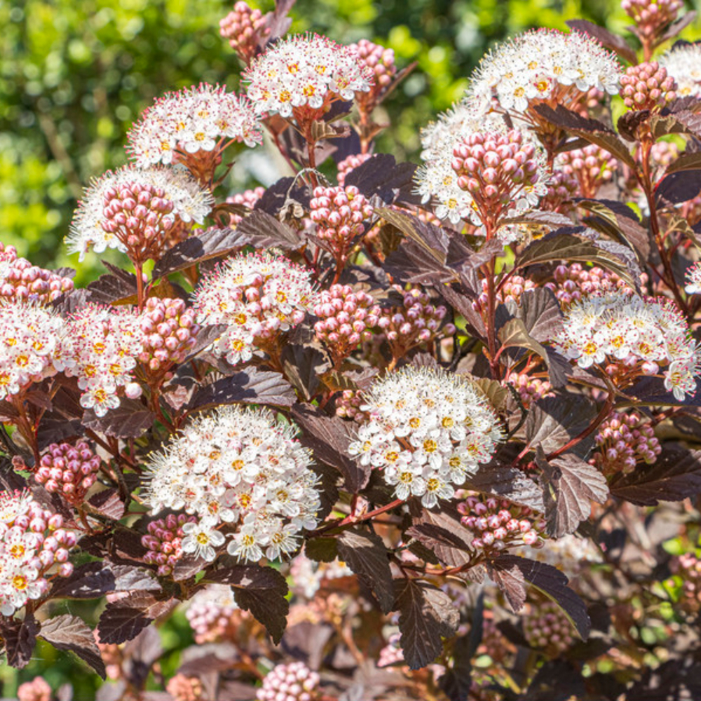 Physocarpus opulifolius Diable d'Or ® ' Mindia ' c.o.v. : ctr 4.5 L