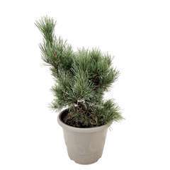Pinus sylvestris Watereri : pot 5L
