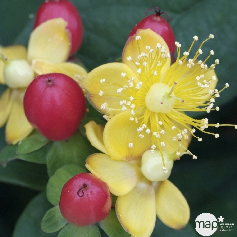 HYPERICUM MAGICALÂ® C 4.5L-(873188)